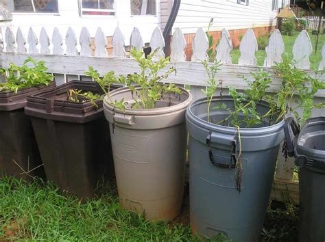 planting in a trash can